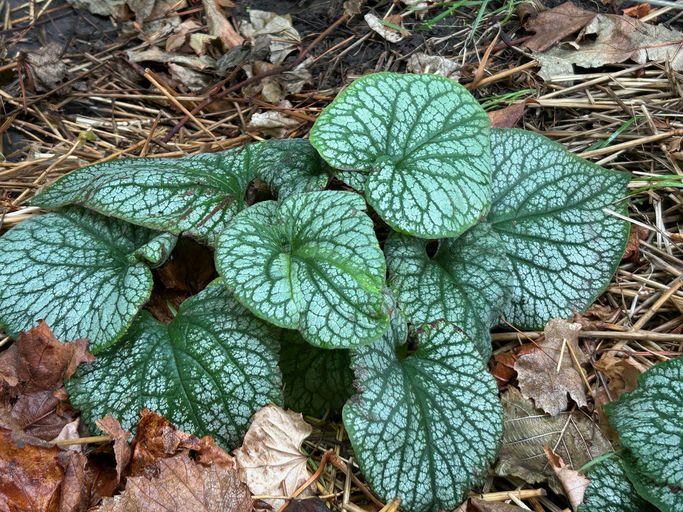 Брунера Alexanders Great