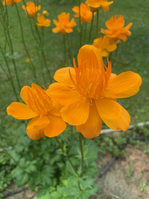 Купальниця Golden Queen’