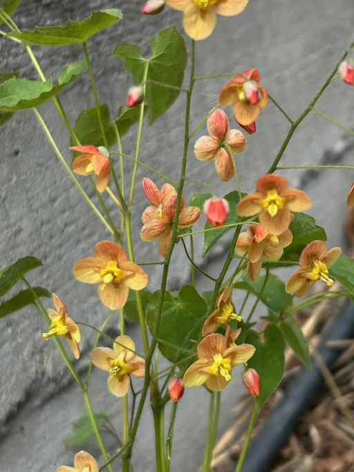 Горянка grandiflorum Orange