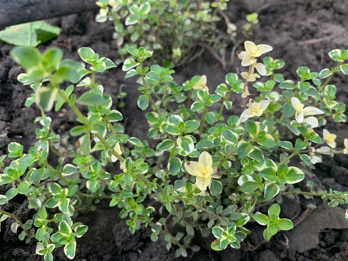 Материнка (орегано) варієгатна 
