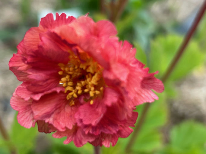 Гравілат Bohema Pink 